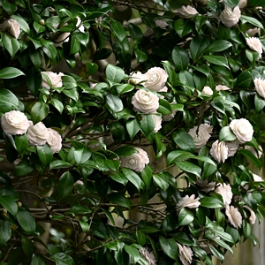 Camellia Japonica White